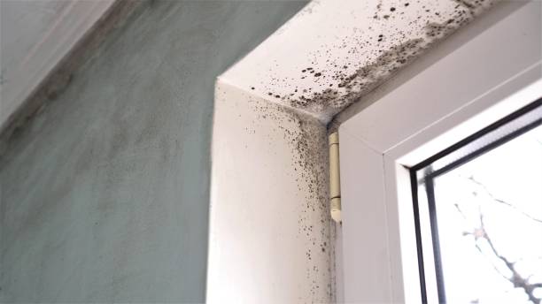 Best Water Damage & Mold Remediation  in Tok, AK