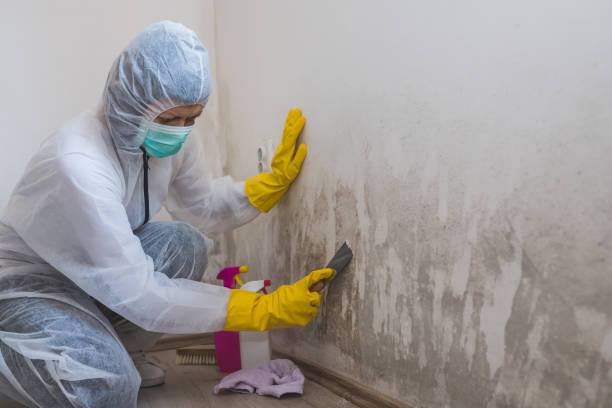 Best Mold Documentation for Insurance Claims  in Tok, AK