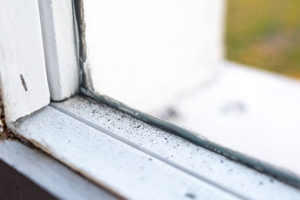 Best Real Estate Mold Inspection  in Tok, AK