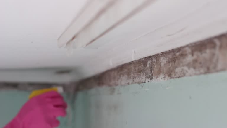 Professional Mold Removal in Tok, AK
